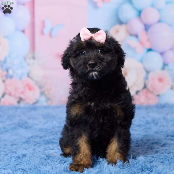 Grace, Mini Aussiedoodle Puppy